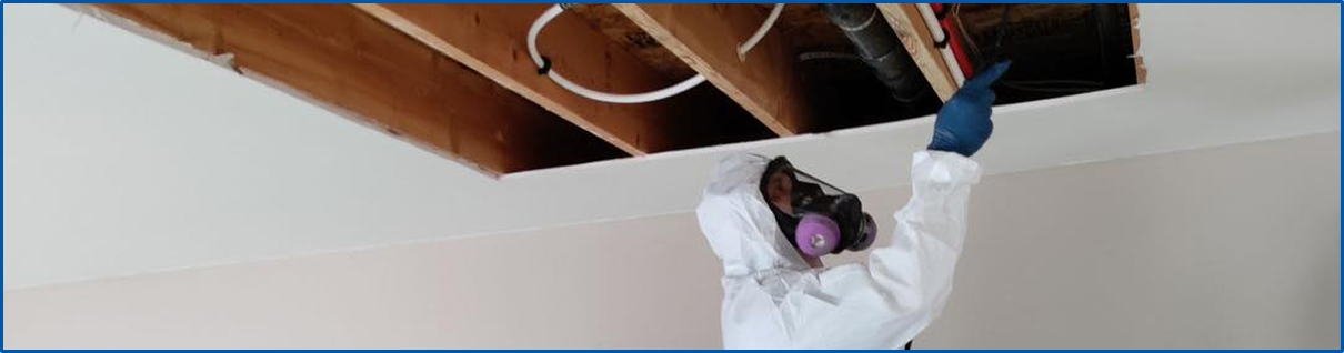 Mold Removal
